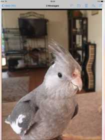 Lost Cockatiel