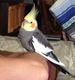 Lost Cockatiel