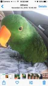 Lost Eclectus