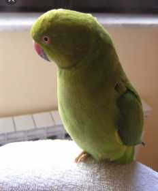 Lost Indian Ringneck Parakeet