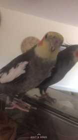 Lost Cockatiel