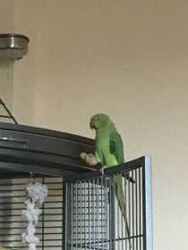 Lost Indian Ringneck Parakeet