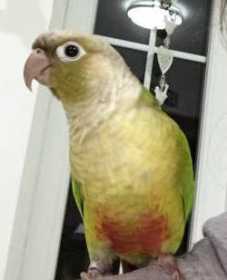 Lost Conure