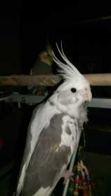 Lost Cockatiel