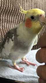 Lost Cockatiel