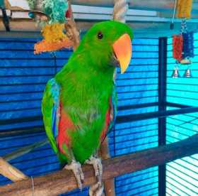Lost Eclectus