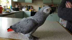 Lost African Grey