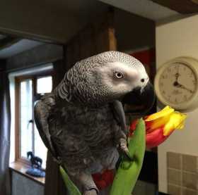 Lost African Grey