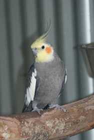Lost Cockatiel