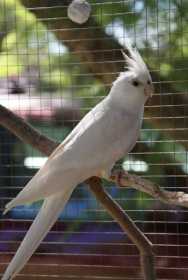 Lost Cockatiel