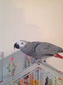 Lost African Grey