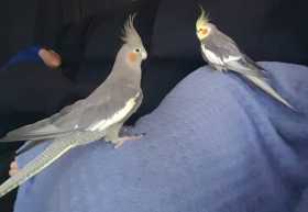 Lost Cockatiel