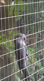 Lost Indian Ringneck Parakeet