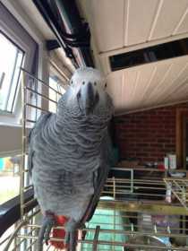 Lost African Grey