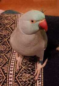 Lost Indian Ringneck Parakeet