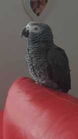 Lost African Grey