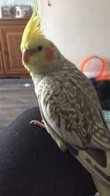 Lost Cockatiel