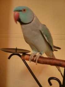 Lost Indian Ringneck Parakeet