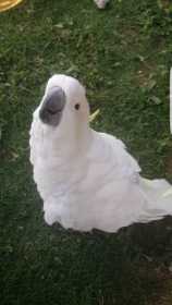 Lost Cockatoo