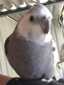 Lost Cockatiel