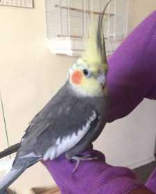 Lost Cockatiel