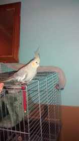 Lost Cockatiel