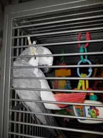 Lost African Grey
