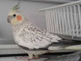 Lost Cockatiel