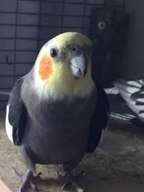 Lost Cockatiel