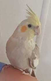 Lost Cockatiel