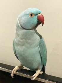 Lost Indian Ringneck Parakeet