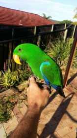 Lost Eclectus