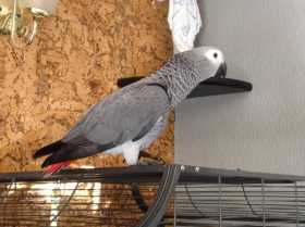 Lost African Grey