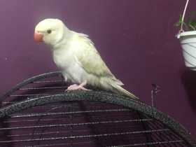 Lost Indian Ringneck Parakeet