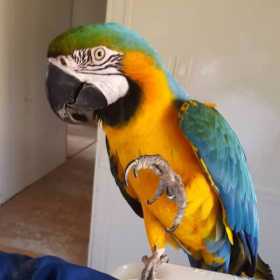 Lost Macaw