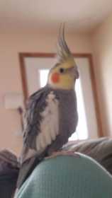 Lost Cockatiel