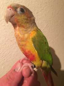 Lost Conure