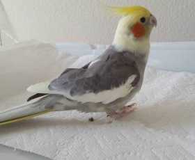 Lost Cockatiel