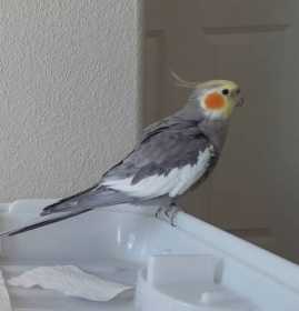 Lost Cockatiel