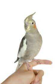 Lost Cockatiel