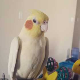 Lost Cockatiel