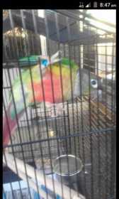 Lost Conure