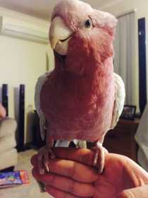 Lost Galah Cockatoo