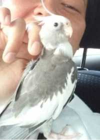 Lost Cockatiel