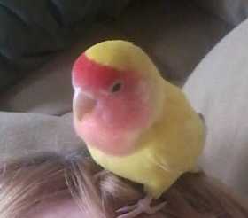 Lost Lovebird