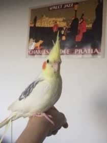 Lost Cockatiel