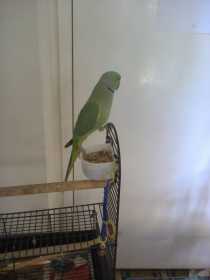 Lost Indian Ringneck Parakeet