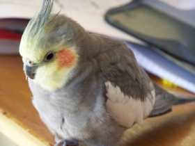 Lost Cockatiel