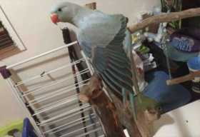 Lost Indian Ringneck Parakeet