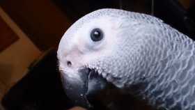 Lost African Grey